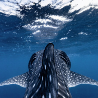 Exposition 1 Océan sur le parvis de la Gare de Lyon