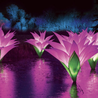 Illuminations de Noël 2022 au Parc Floral, les Sentiers Lumineux de Noël