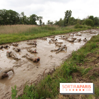 Spartan Race 2017, les photos