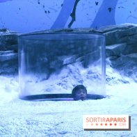 Les Manchots de l'Aquarium Sea Life