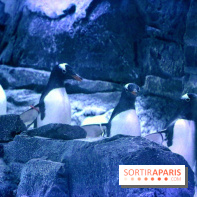 Les Manchots de l'Aquarium Sea Life