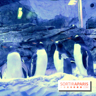 Les Manchots de l'Aquarium Sea Life
