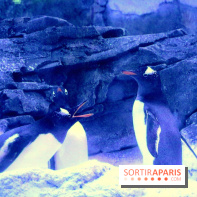 Les Manchots de l'Aquarium Sea Life