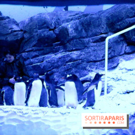 Les Manchots de l'Aquarium Sea Life