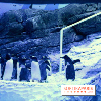 Les Manchots de l'Aquarium Sea Life