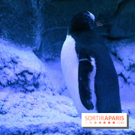 Les Manchots de l'Aquarium Sea Life