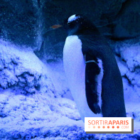 Les Manchots de l'Aquarium Sea Life