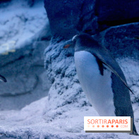 Les Manchots de l'Aquarium Sea Life