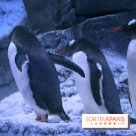 Les Manchots de l'Aquarium Sea Life
