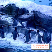 Les Manchots de l'Aquarium Sea Life