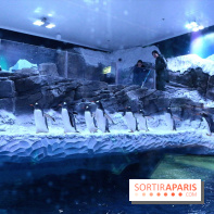 Les Manchots de l'Aquarium Sea Life