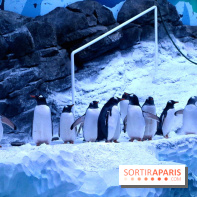 Les Manchots de l'Aquarium Sea Life