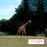 Camion Safari : une visite guidée dans les coulisses de Thoiry