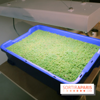 Agoramania, l'exposition gratuite du Maif Social Club