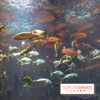 Les 60 ans de LEGO® à l'Aquarium de Paris