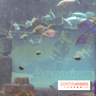 Les 60 ans de LEGO® à l'Aquarium de Paris