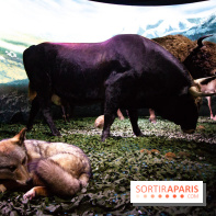 Exposition Néanderthal au Musée de l'Homme