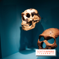 Exposition Néanderthal au Musée de l'Homme