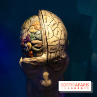 Exposition Néanderthal au Musée de l'Homme