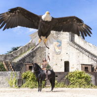 Les Aigles des Remparts de Provins, les photos