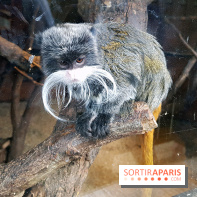 Zoo de Thoiry 2018 : les photos