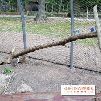 Zoo de Thoiry 2018 : les photos