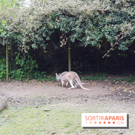 Zoo de Thoiry 2018 : les photos