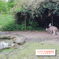 Zoo de Thoiry 2018 : les photos