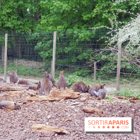 Zoo de Thoiry 2018 : les photos