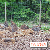 Zoo de Thoiry 2018 : les photos