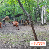 Zoo de Thoiry 2018 : les photos