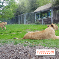 Zoo de Thoiry 2018 : les photos