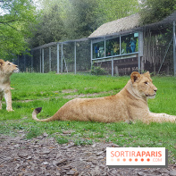 Zoo de Thoiry 2018 : les photos