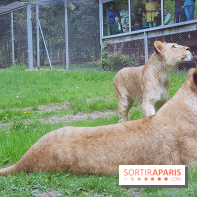 Zoo de Thoiry 2018 : les photos