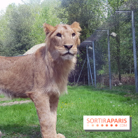 Zoo de Thoiry 2018 : les photos