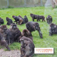 Zoo de Thoiry 2018 : les photos