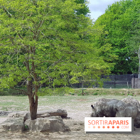 Thoiry 2018 - Safari