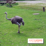 Thoiry 2018 - Safari