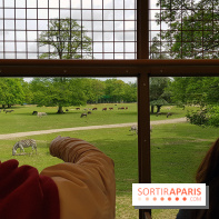 Thoiry 2018 - Safari