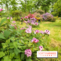L'Arboretum de Versailles - Chevreloup