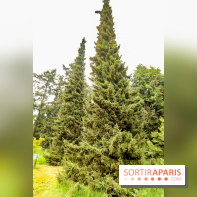 L'Arboretum de Versailles - Chevreloup