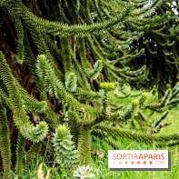 L'Arboretum de Versailles - Chevreloup