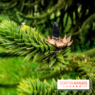 L'Arboretum de Versailles - Chevreloup