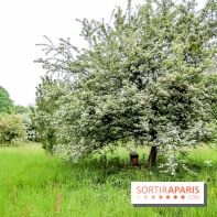 L'Arboretum de Versailles - Chevreloup