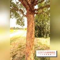 L'Arboretum de Versailles - Chevreloup