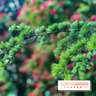 L'Arboretum de Versailles - Chevreloup