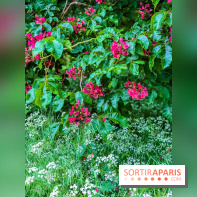 L'Arboretum de Versailles - Chevreloup