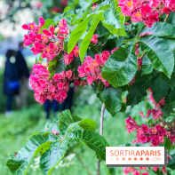 L'Arboretum de Versailles - Chevreloup