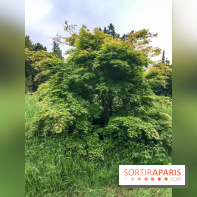 L'Arboretum de Versailles - Chevreloup