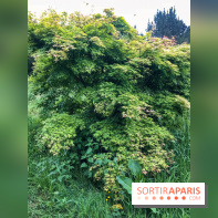 L'Arboretum de Versailles - Chevreloup